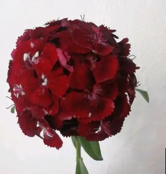 10种花,不怕风吹雨淋,不怕暴晒干旱,四季爆开花,堪称花坚强! 10种花,不怕风吹雨淋,不怕暴晒干旱,四季爆开花,堪称花坚强!