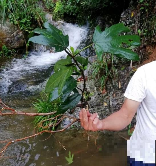 一种野草，根系特别滋补，农村人都用它炖鸡汤！