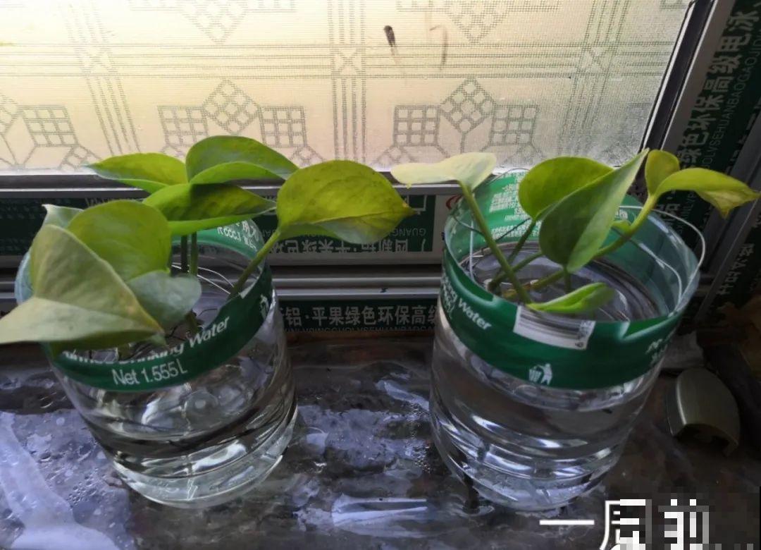 花盆里埋一捆电线，竟然再也不黄叶，花还蹭蹭开爆！