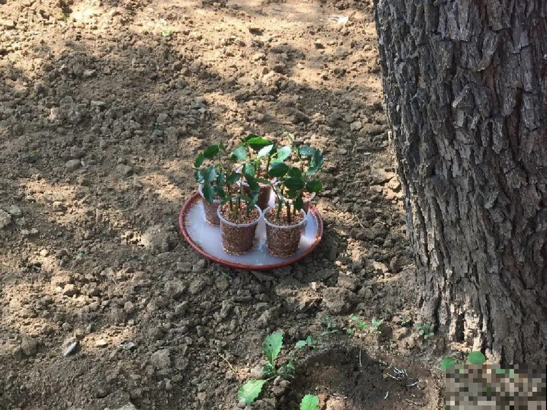 6种花扦插,杆子越粗越好活,根长成大扫把! 6种花扦插,杆子越粗越好活,根长成大扫把!