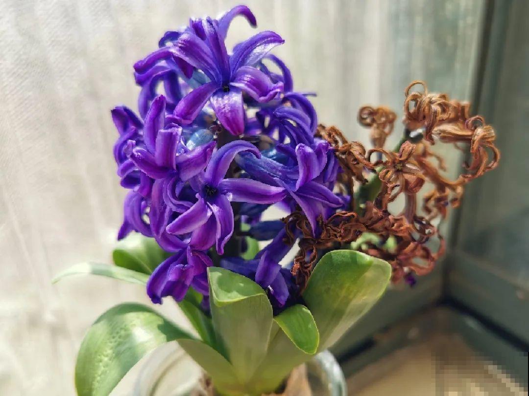 8种花是一次性的，开完就扔，别浪费时间！