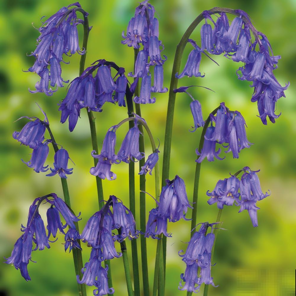 5种冷门花，今年特别流行，从种下到开花只用2个月！