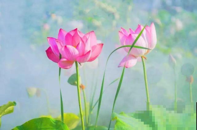 植物界2大成功定律:荷花定律、竹子定律! 植物界2大成功定律:荷花定律、竹子定律!