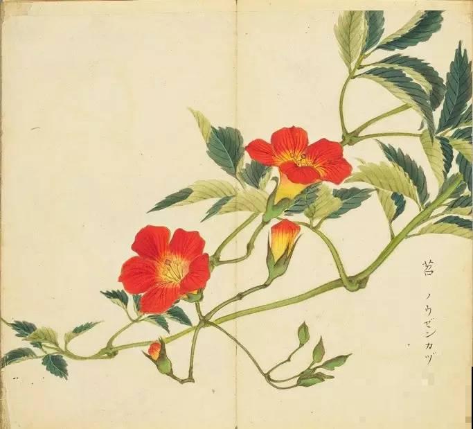 诗经里的植物,美了3000多年,有图有真相! 诗经里的植物,美了3000多年,有图有真相!