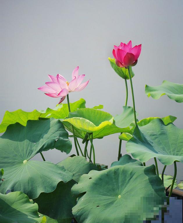 这花有20多个名字，多数人却只知道2个，看完长见识！