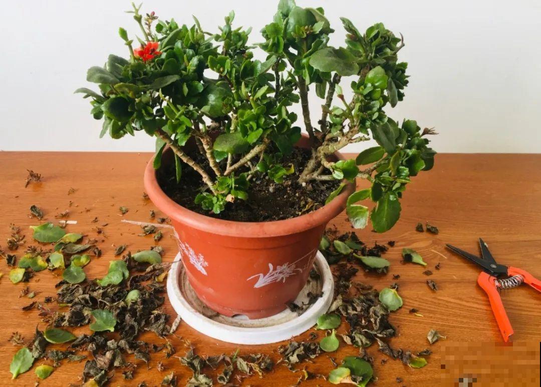 家里有这7种花，少浇水、不能晒，天热要休眠！