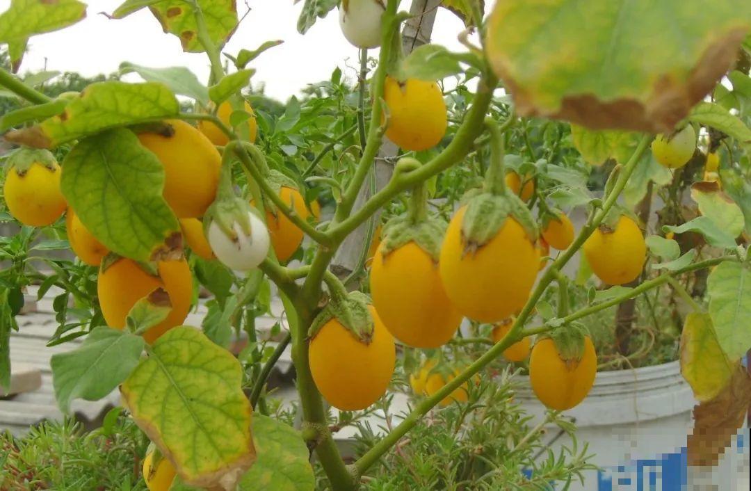 西红柿养成树,1年能结6000斤果,巨无霸第一次见! 西红柿养成树,1年能结6000斤果,巨无霸第一次见!