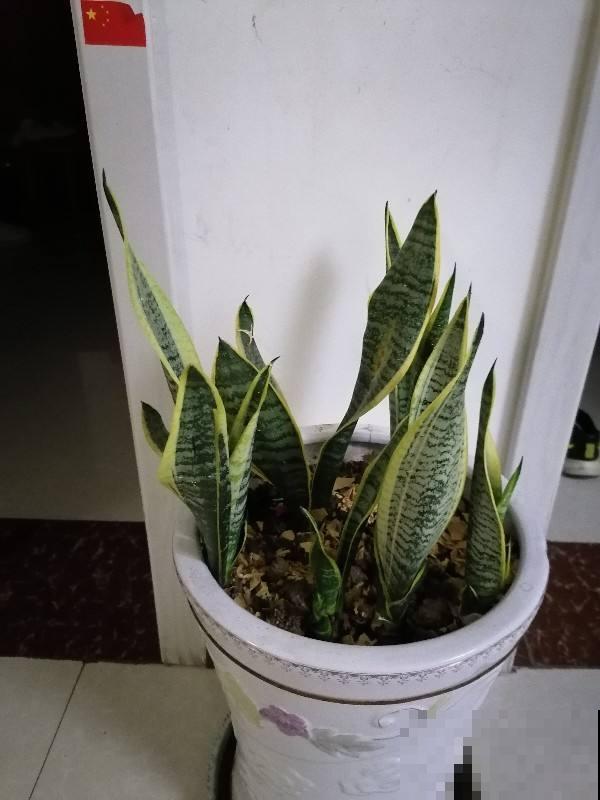 适合上班族养的花，放在电脑旁，放松压力还能明目