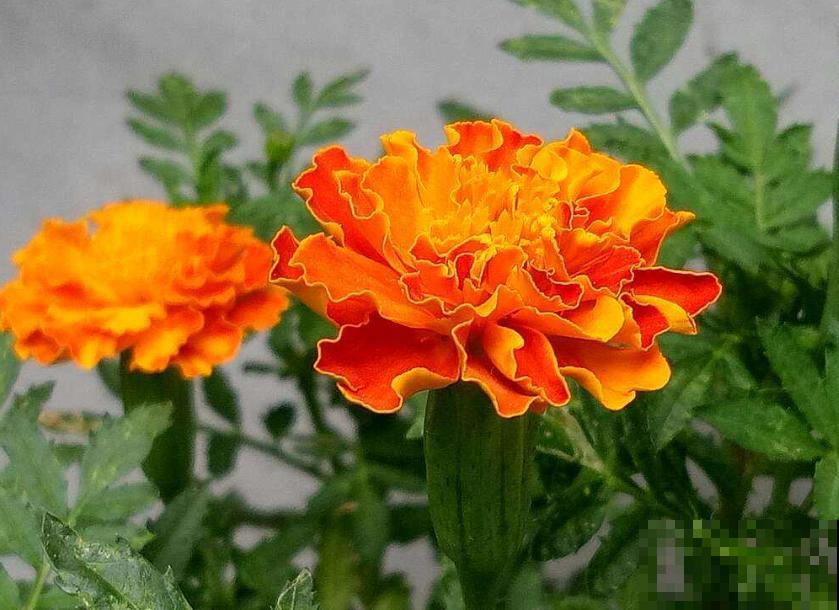 世界上品种最多的植物,没有之一,路边满大街都是! 世界上品种最多的植物,没有之一,路边满大街都是!