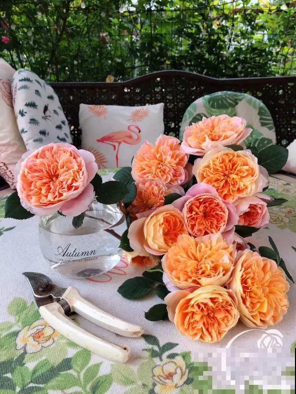 女儿辞职，回家养花，老爸说：15亩地，你负责养花，我负责蔬果！