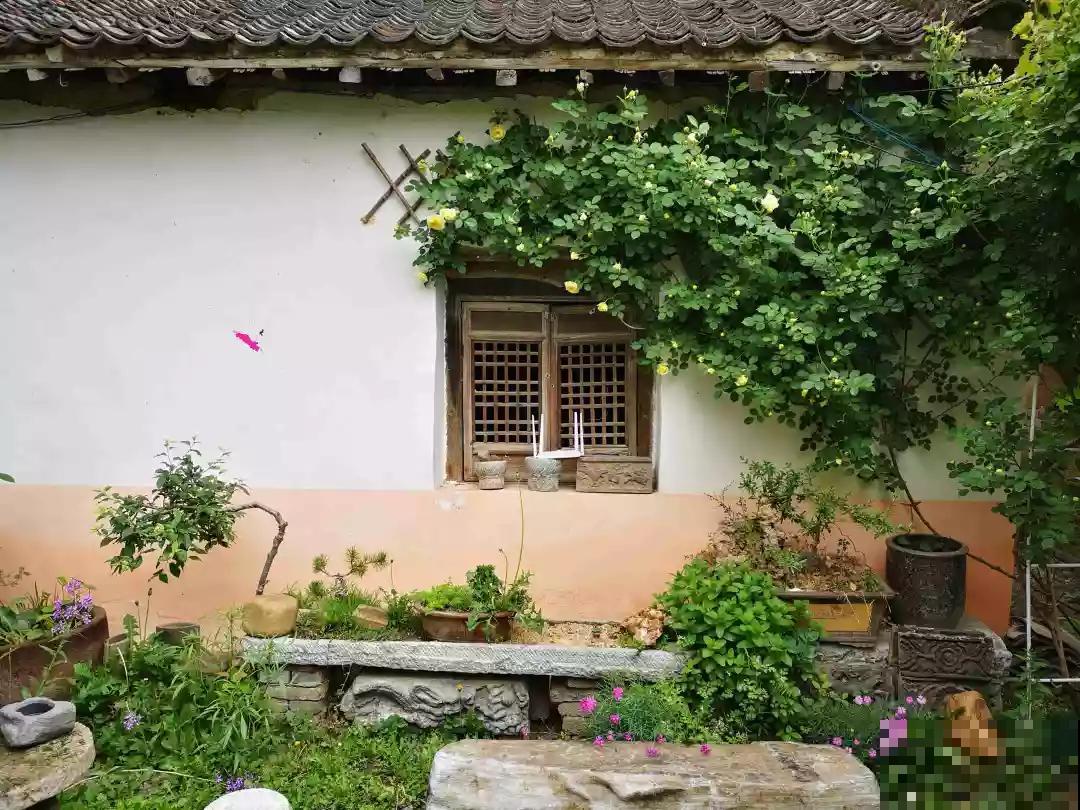 有个小院养养花，退休的生活，也能多姿多彩！