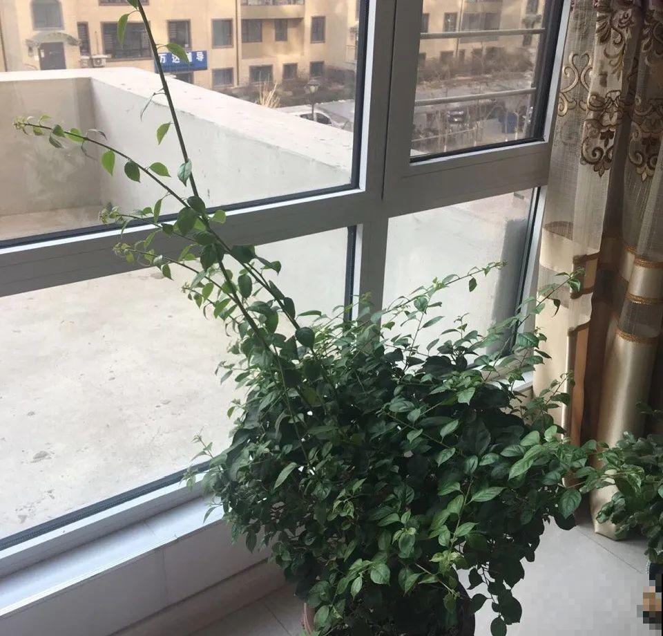 5种花不能长太高，一长高就砍，否则再也不开花！