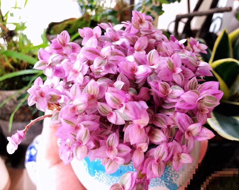 5种冷门花，今年特别流行，从种下到开花只用2个月！