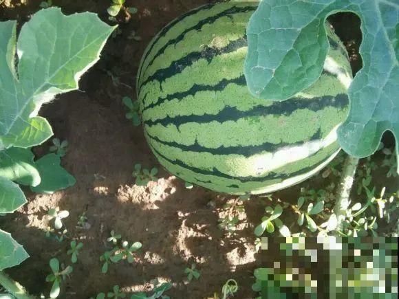 可以浇花的药,过期也要留着,保花不生虫、不生病! 可以浇花的药,过期也要留着,保花不生虫、不生病!