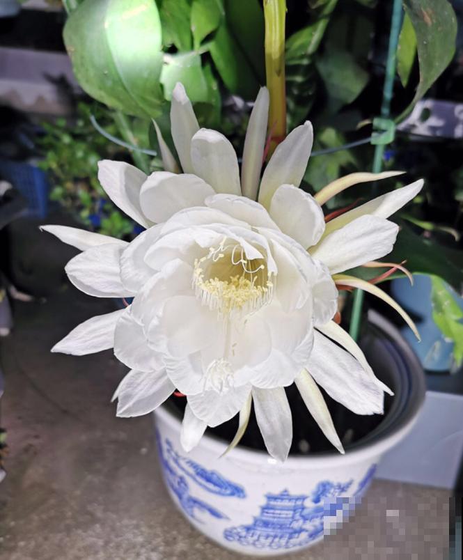 搬个椅子守了一晚上,就为了看昙花,我真是太拼了! 搬个椅子守了一晚上,就为了看昙花,我真是太拼了!