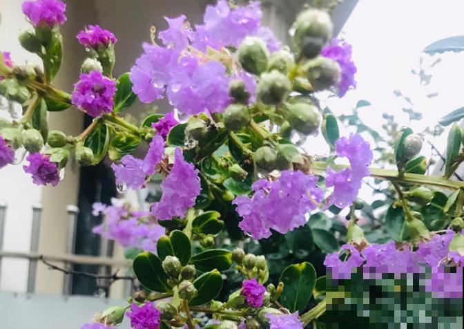 3种帝王花，开花很霸气，最后一种路边就有