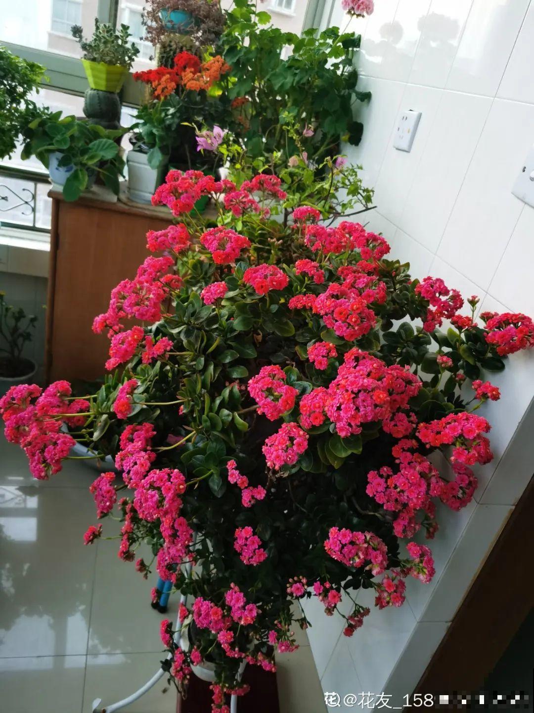 周末去花市捡漏，这花竟然1块钱1棵，赶紧买！