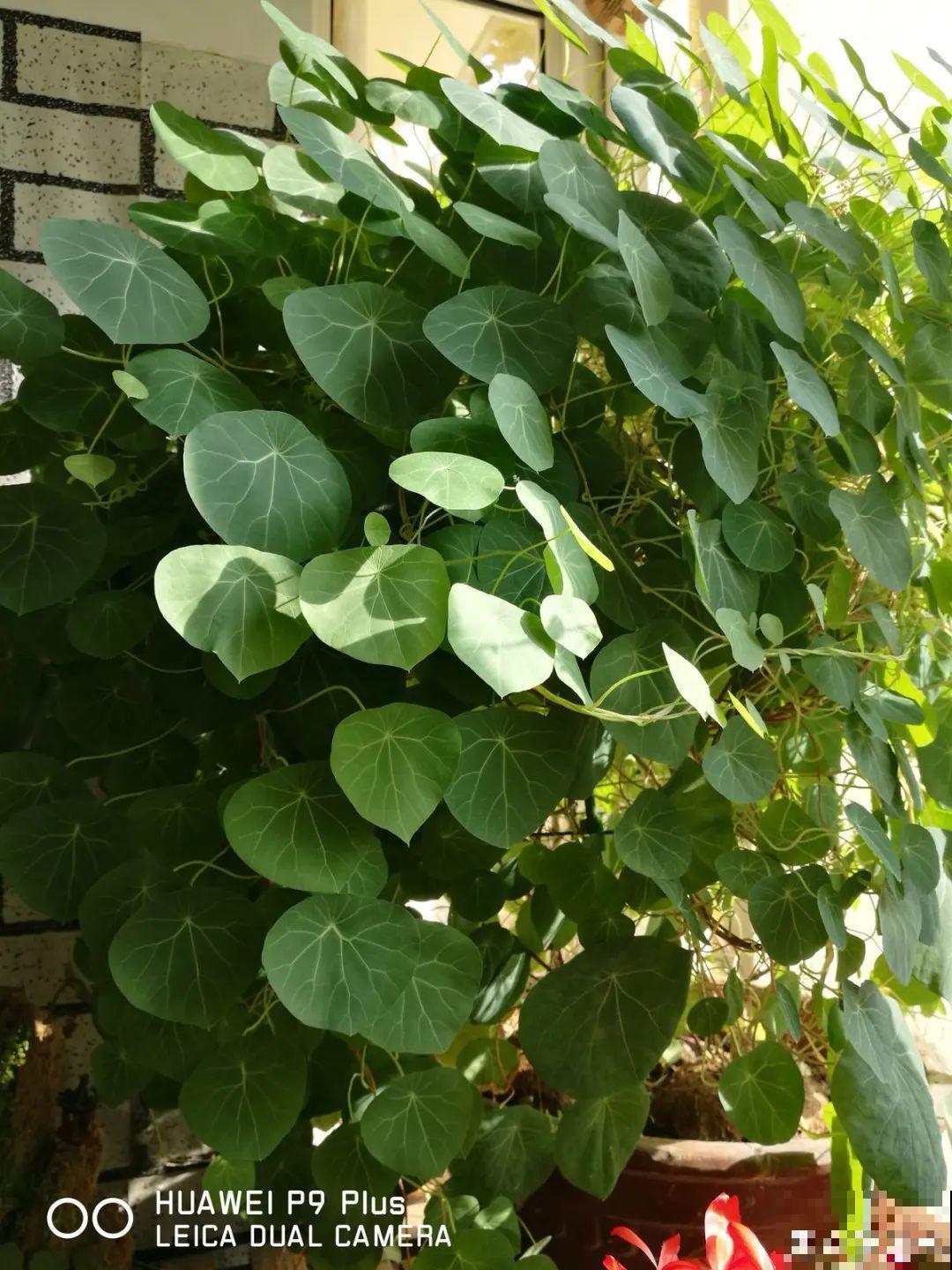 大土豆埋土里,2个月变成绿窗帘,1个月不浇水照样活! 大土豆埋土里,2个月变成绿窗帘,1个月不浇水照样活!