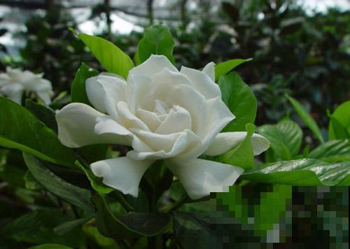 这些植物,在古代是用来染衣服用的,好厉害! 这些植物,在古代是用来染衣服用的,好厉害!