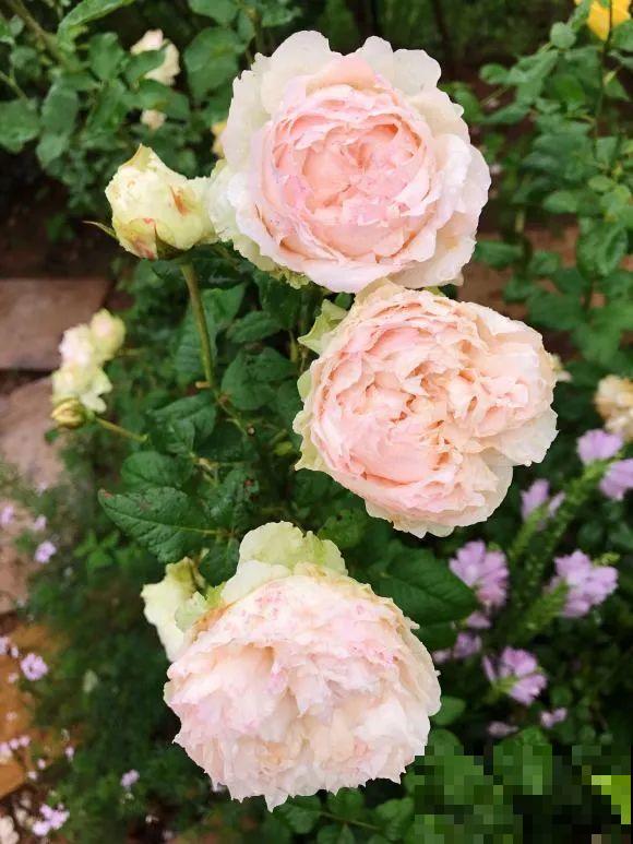 女儿辞职，回家养花，老爸说：15亩地，你负责养花，我负责蔬果！