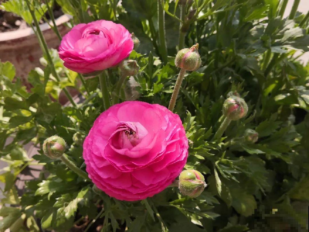 家里养盆花毛茛，开花像牡丹，艳丽多彩超漂亮