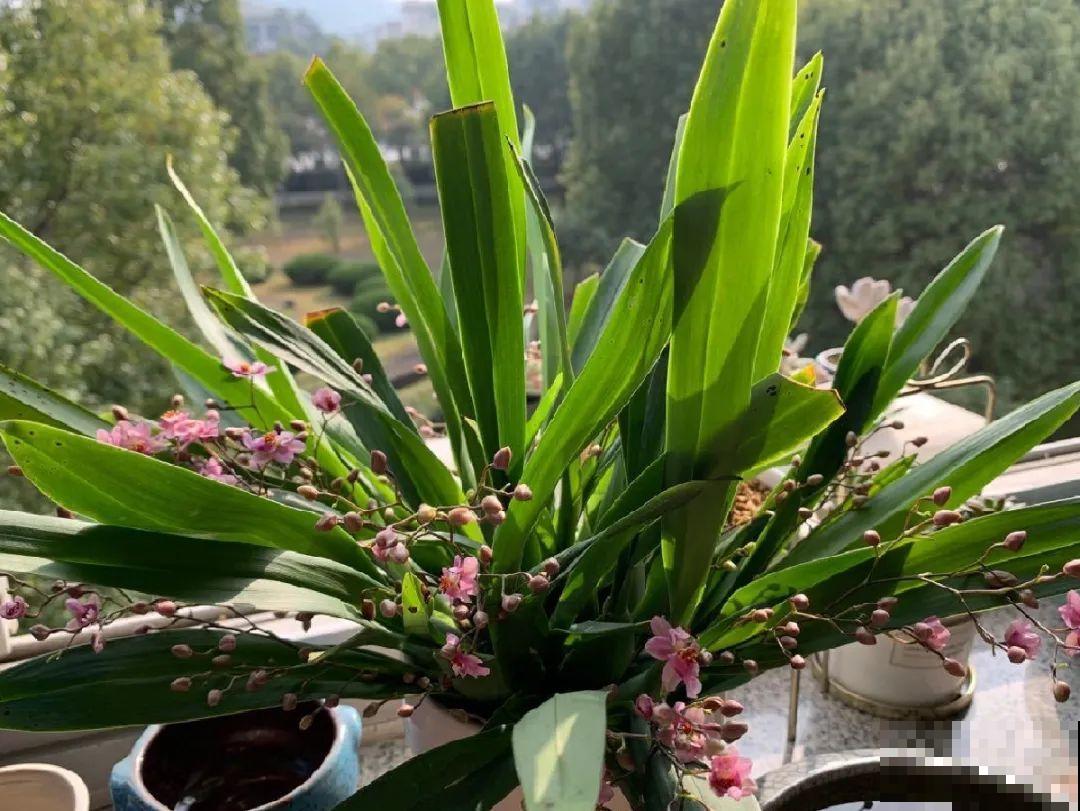 公认最好养的兰花,一次开花1000朵,满屋子兰香! 公认最好养的兰花,一次开花1000朵,满屋子兰香!