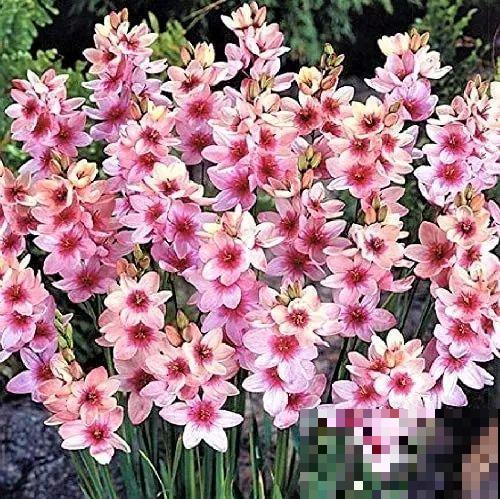 2块钱一盆的花,竟然开出一大片,谁不买亏大了! 2块钱一盆的花,竟然开出一大片,谁不买亏大了!