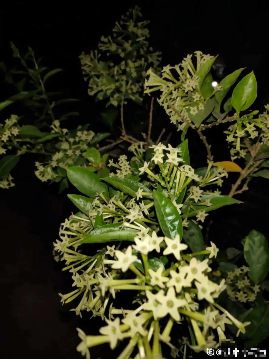 5种花,卧室不能养,离太近都不好! 5种花,卧室不能养,离太近都不好!