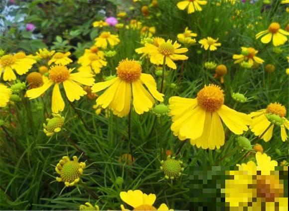 世界上品种最多的植物,没有之一,路边满大街都是! 世界上品种最多的植物,没有之一,路边满大街都是!