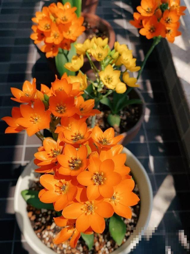 5种冷门花，今年特别流行，从种下到开花只用2个月！