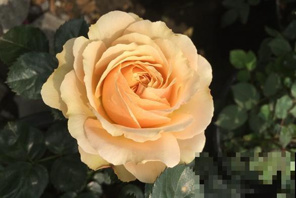 浓香型的靠边站，这些月季香味清淡，最适合阳台养！