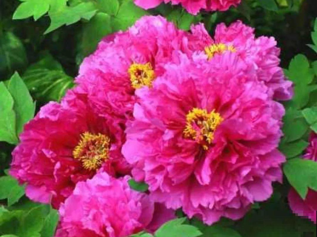 20种香水花,茶花排倒数,第一就是它! 20种香水花,茶花排倒数,第一就是它!