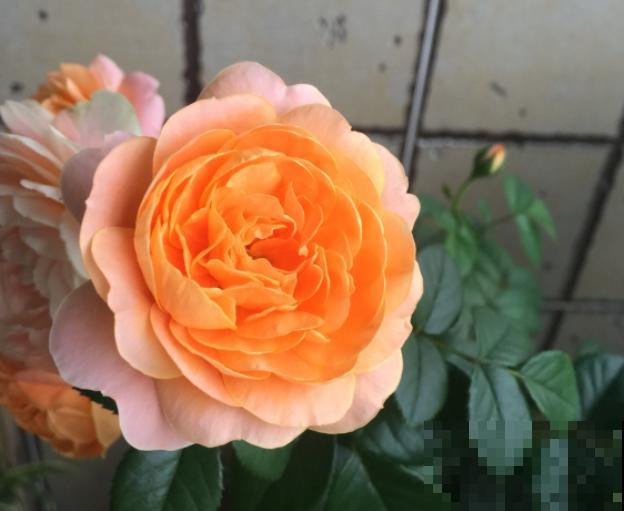 几种适合阳台养的月季,夏天也很少生病,太省心了! 几种适合阳台养的月季,夏天也很少生病,太省心了!