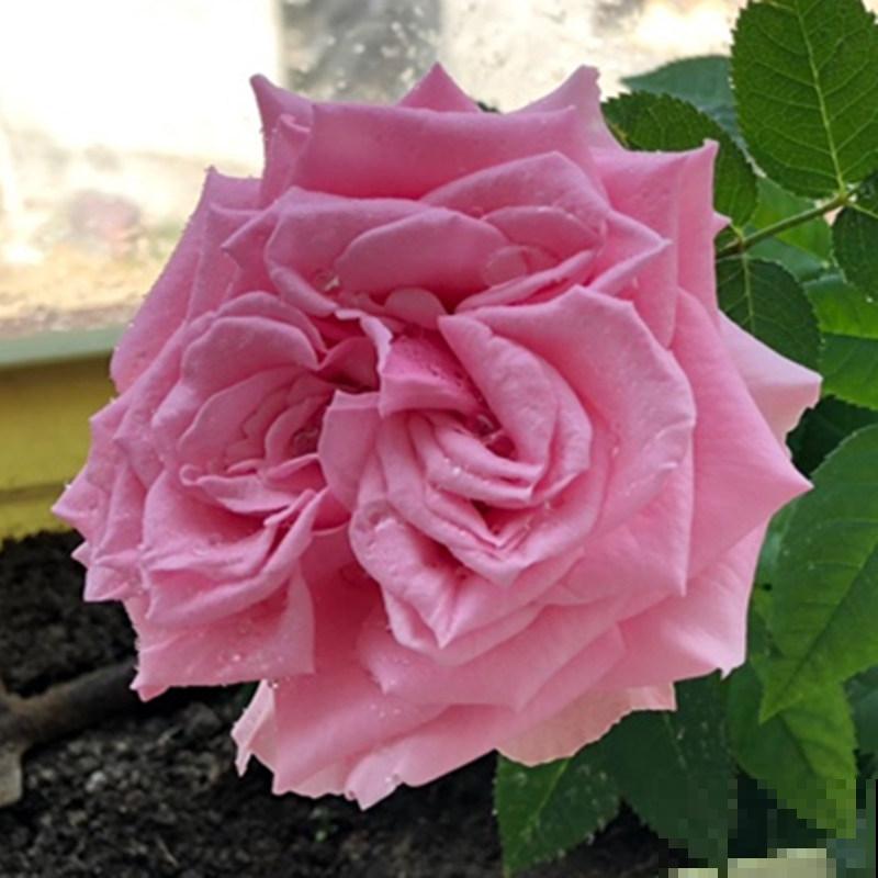 专属12星座的月季花,快看你的星座是什么月季吧! 专属12星座的月季花,快看你的星座是什么月季吧!