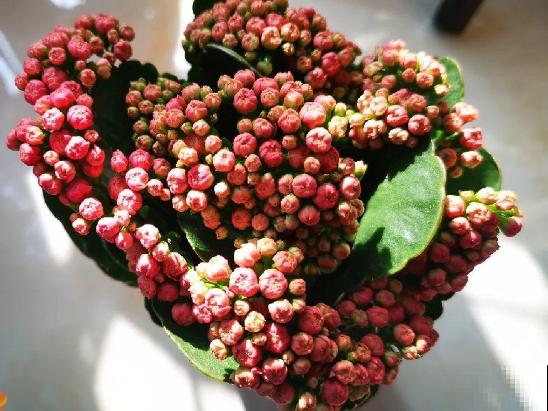 5种花不能长太高，一长高就砍，否则再也不开花！