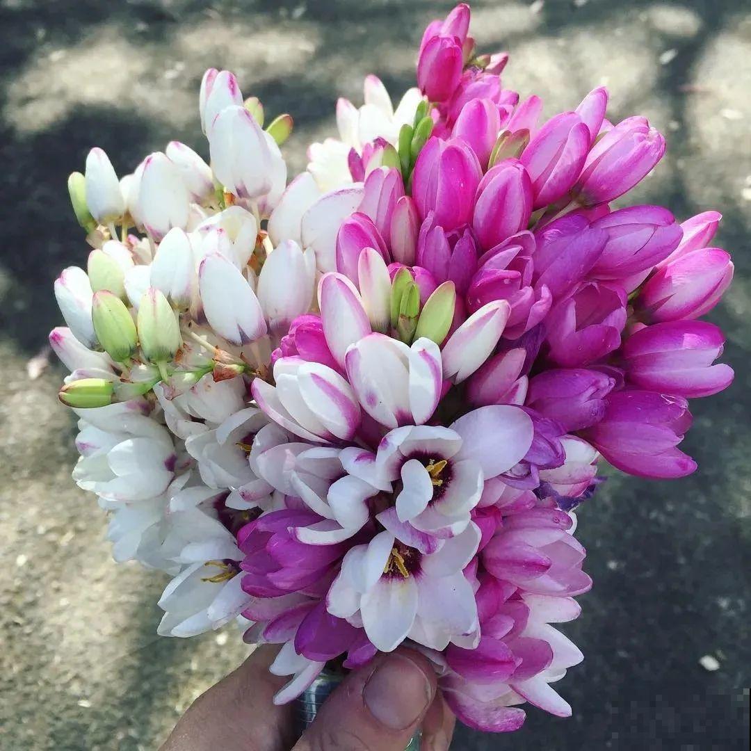 2块钱一盆的花，竟然开出一大片，谁不买亏大了！