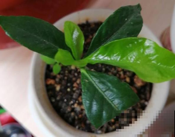 扦插百试百灵的小妙招，不信你也试试，3~5天就生根！