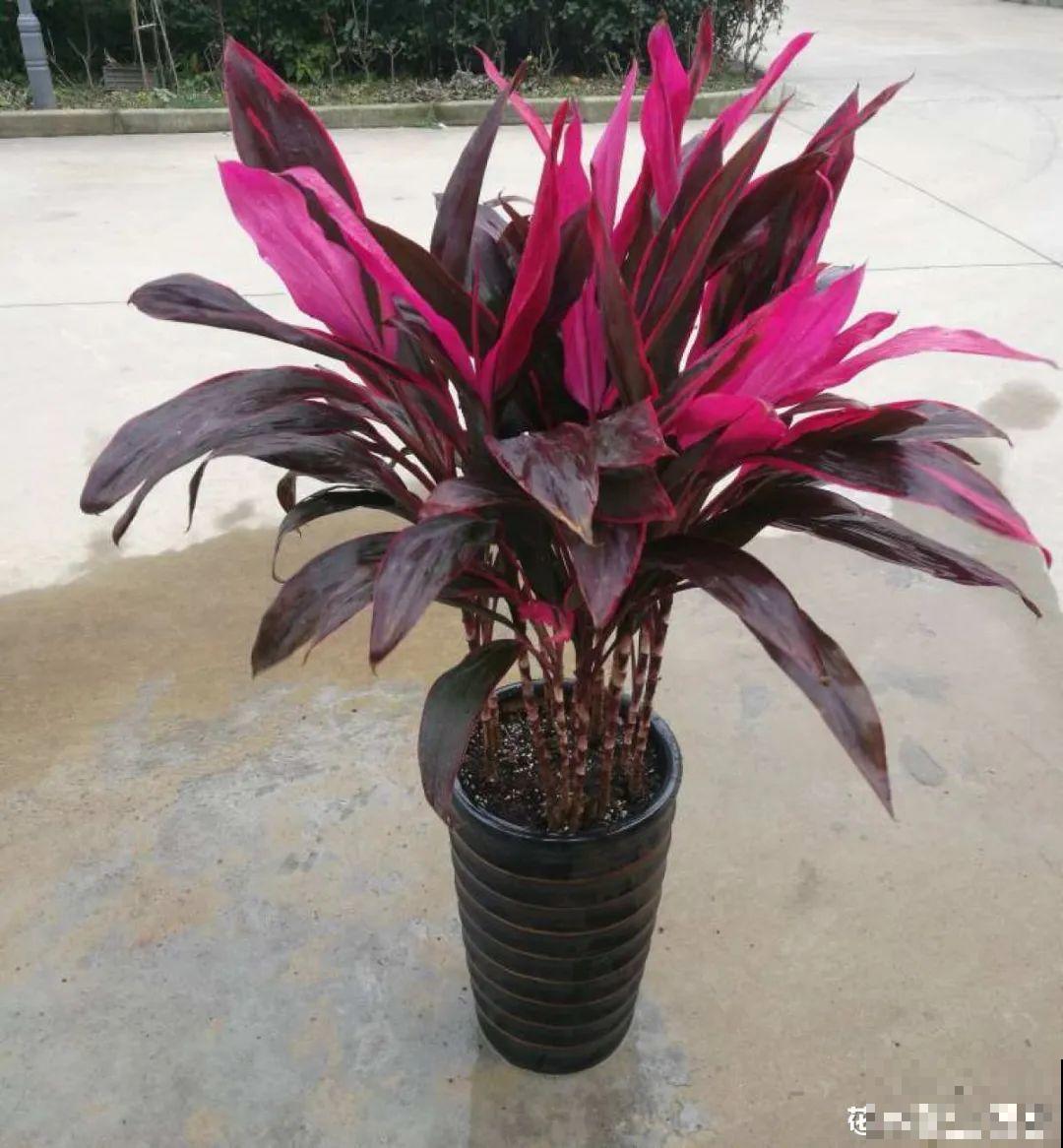 12种花，堪称“耐阴王”，比绿萝好看一万倍！