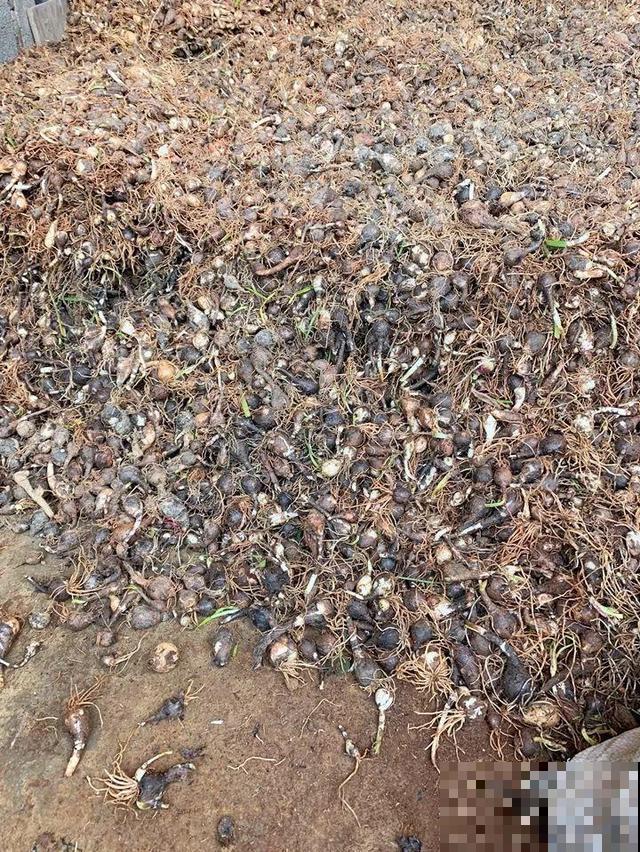 1种花，不怕晒不怕风，大雨过后呼呼开花