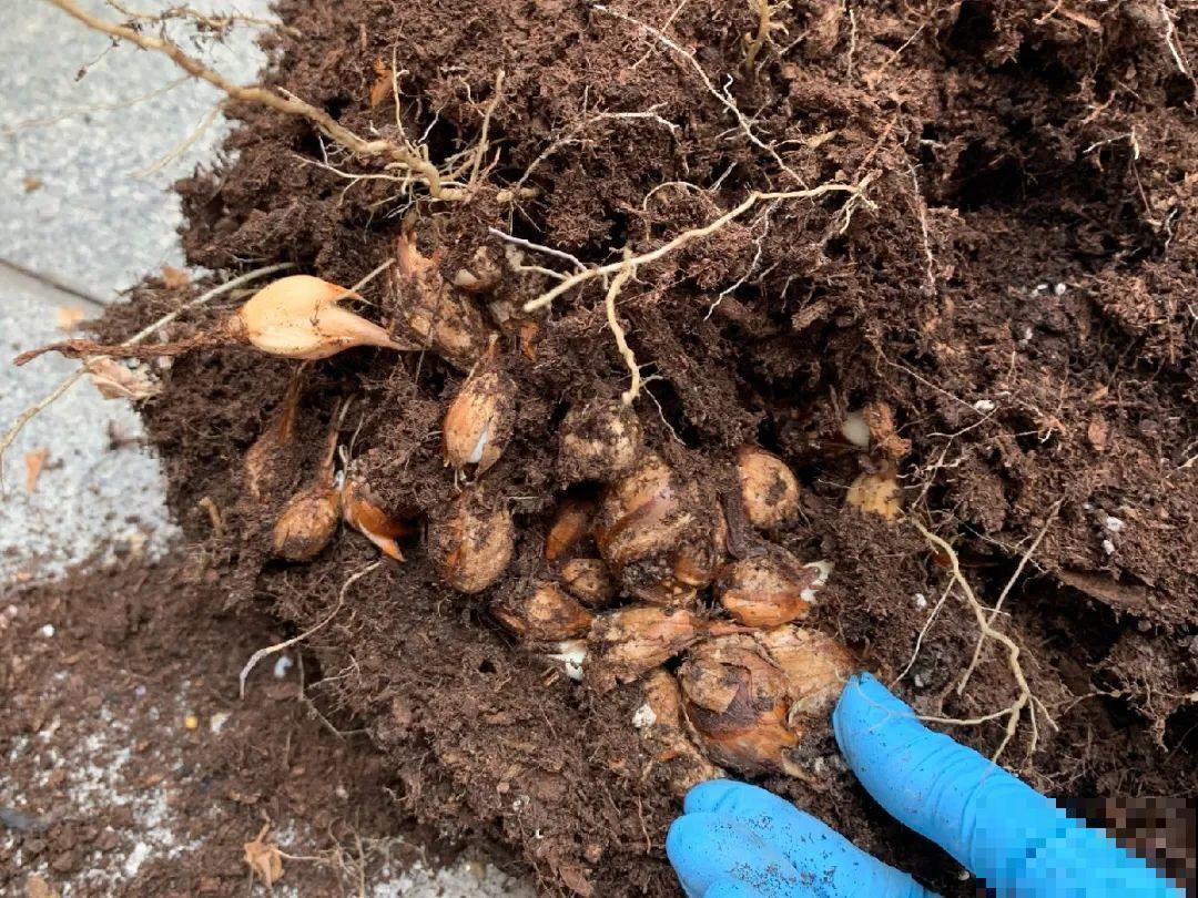 小阳台就养盆酢浆草,开花又爆又好看,多到家里堆不下 小阳台就养盆酢浆草,开花又爆又好看,多到家里堆不下