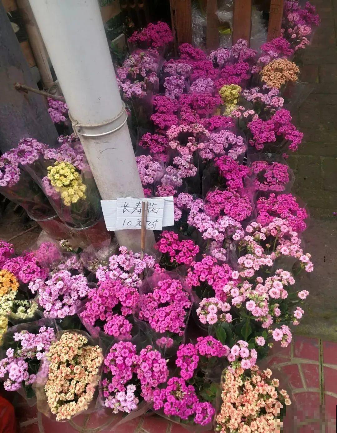 周末去花市捡漏，这花竟然1块钱1棵，赶紧买！