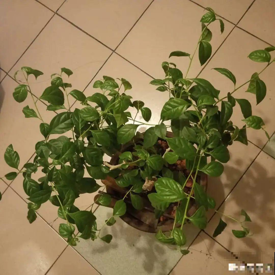 不用施肥打药,这花旱它几个月,疯狂爆花! 不用施肥打药,这花旱它几个月,疯狂爆花!