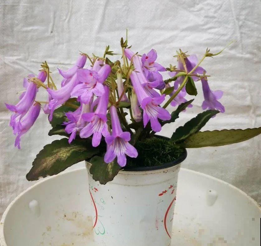 12种花，堪称“耐阴王”，比绿萝好看一万倍！