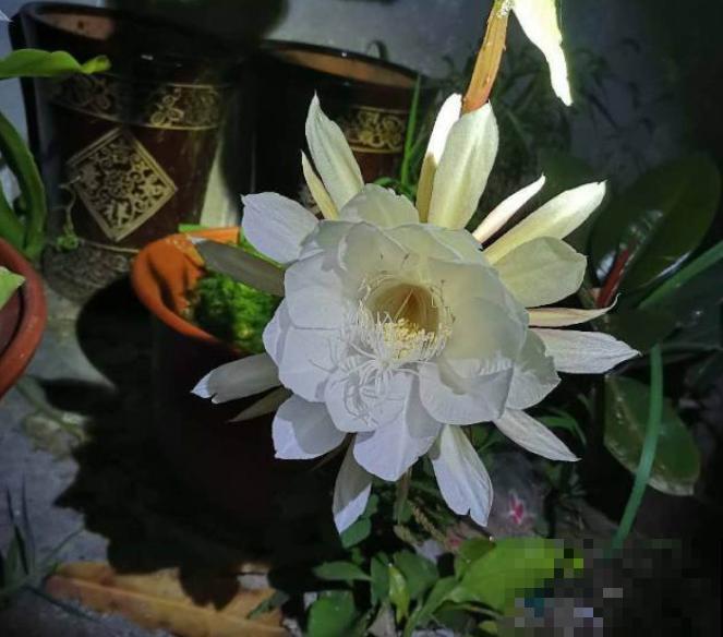 搬个椅子守了一晚上,就为了看昙花,我真是太拼了! 搬个椅子守了一晚上,就为了看昙花,我真是太拼了!