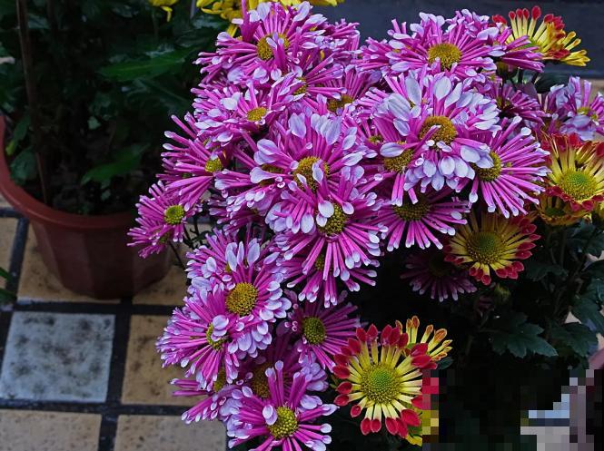 世界上品种最多的植物,没有之一,路边满大街都是! 世界上品种最多的植物,没有之一,路边满大街都是!