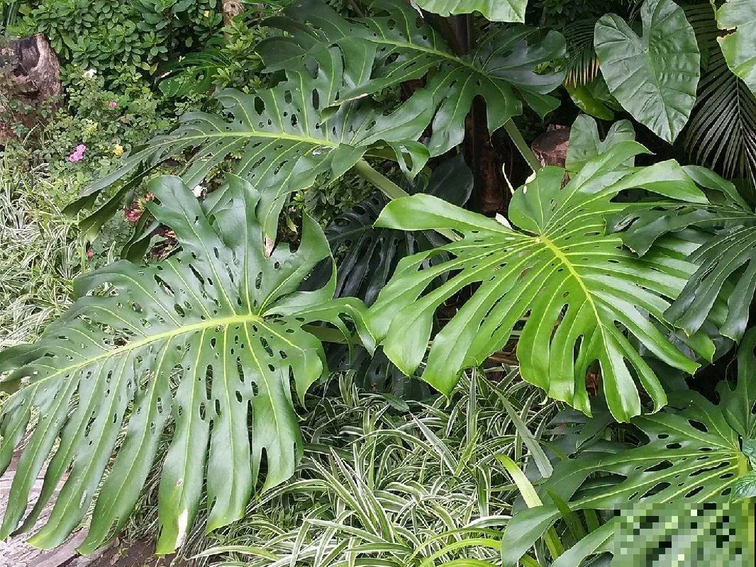 有些花有毒,家里有孩子要注意,不能乱碰 有些花有毒,家里有孩子要注意,不能乱碰