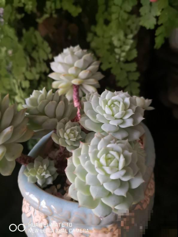 3种多肉黑腐王，夏天养最头疼，一不小心就死光