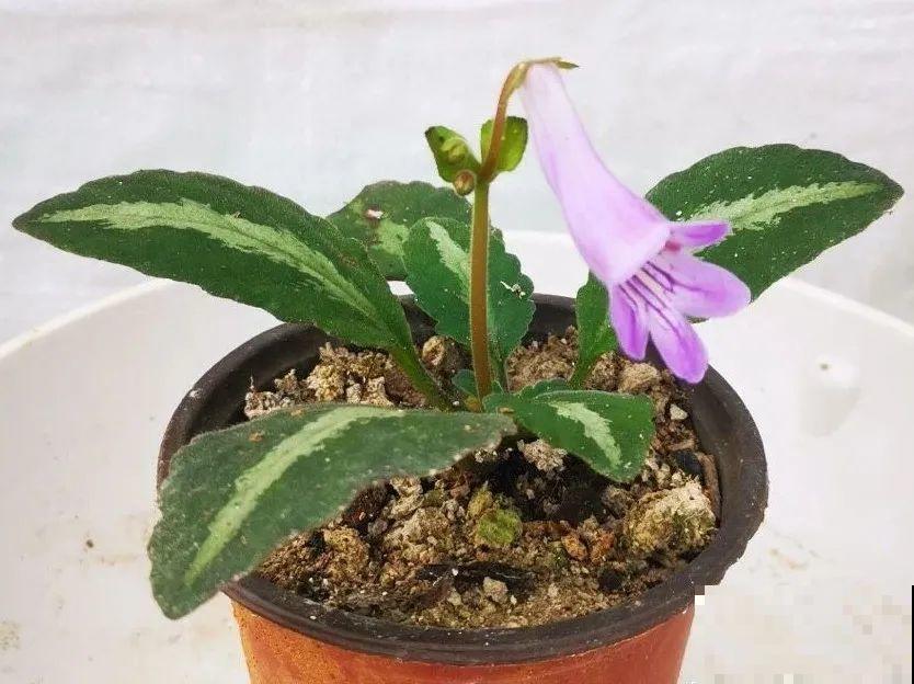 12种花，堪称“耐阴王”，比绿萝好看一万倍！