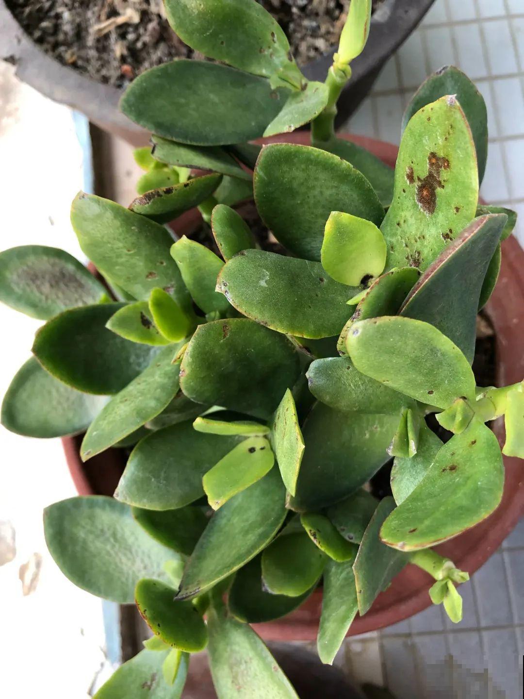 38℃高温，家里的花挺不过去，只剩盆了！