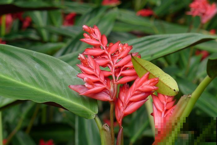 别养绿萝了,这种超级耐阴王,叶子比油画还美! 别养绿萝了,这种超级耐阴王,叶子比油画还美!
